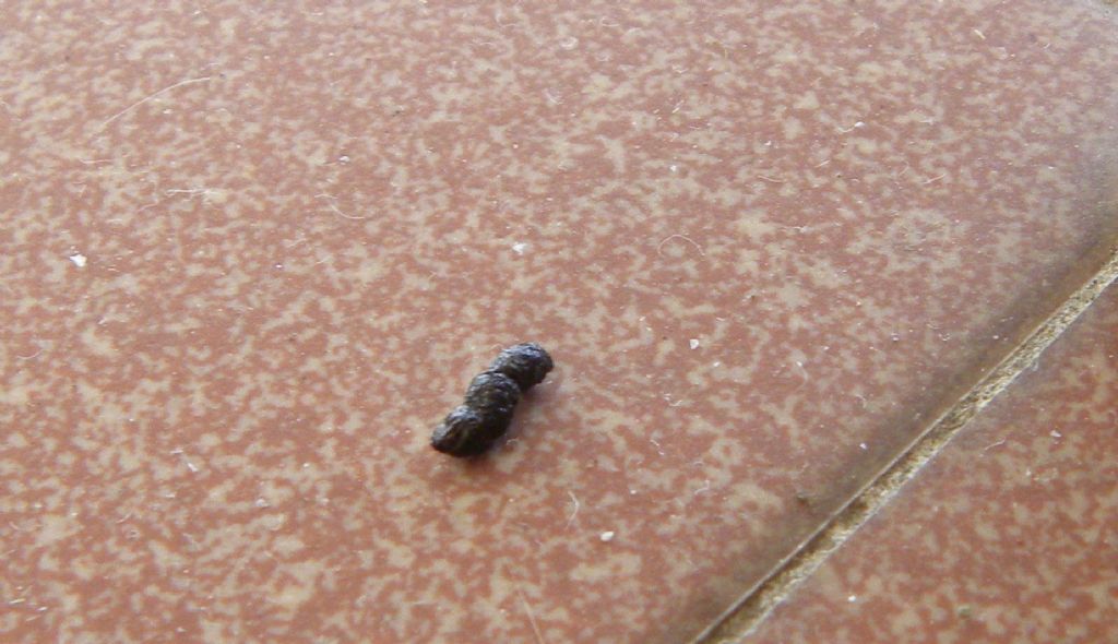 identificazione fatte